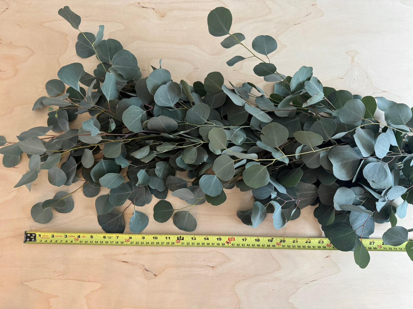 Fresh Eucalyptus Garland- Silver Dollar