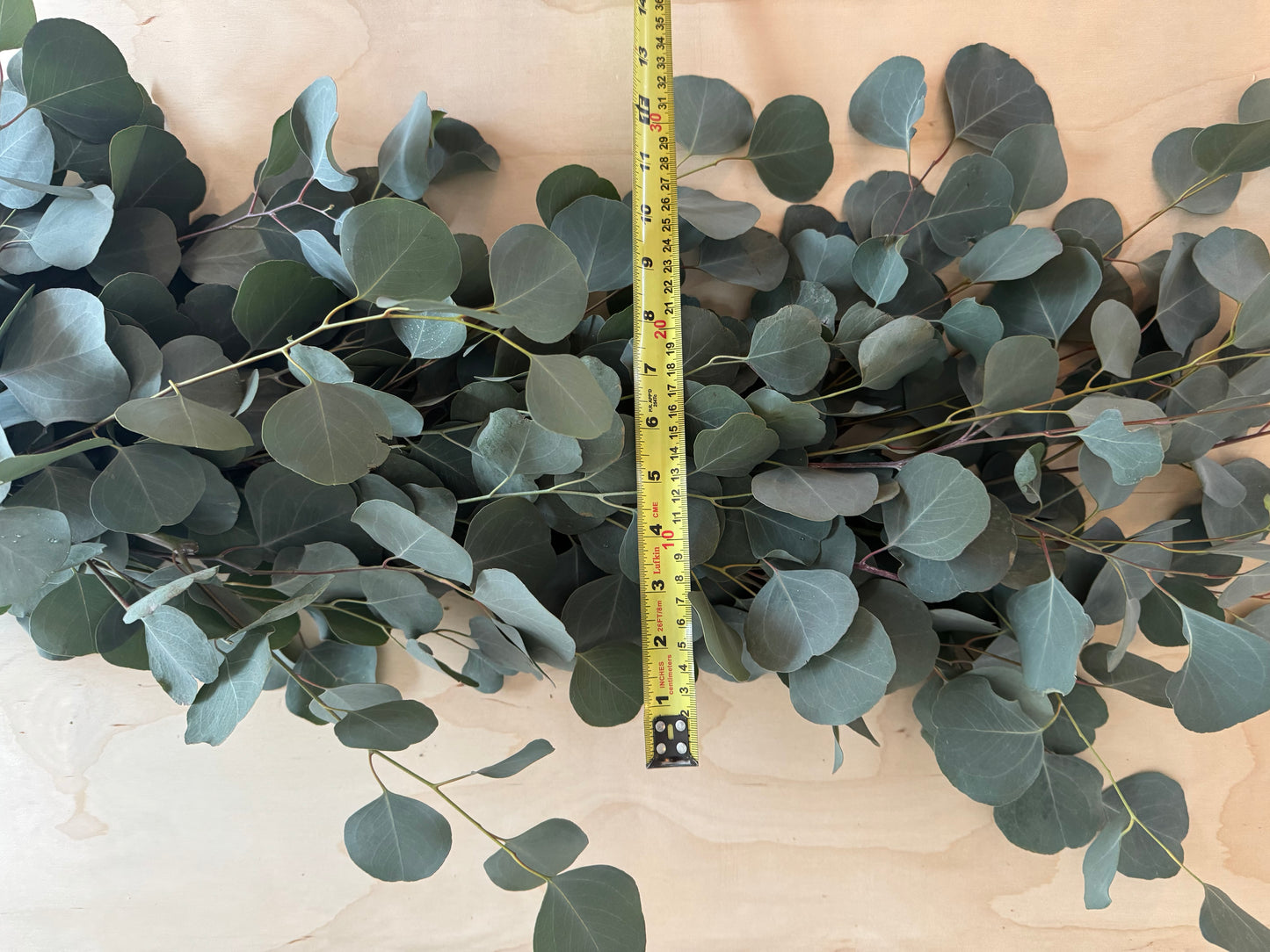 Fresh Eucalyptus Garland- Silver Dollar