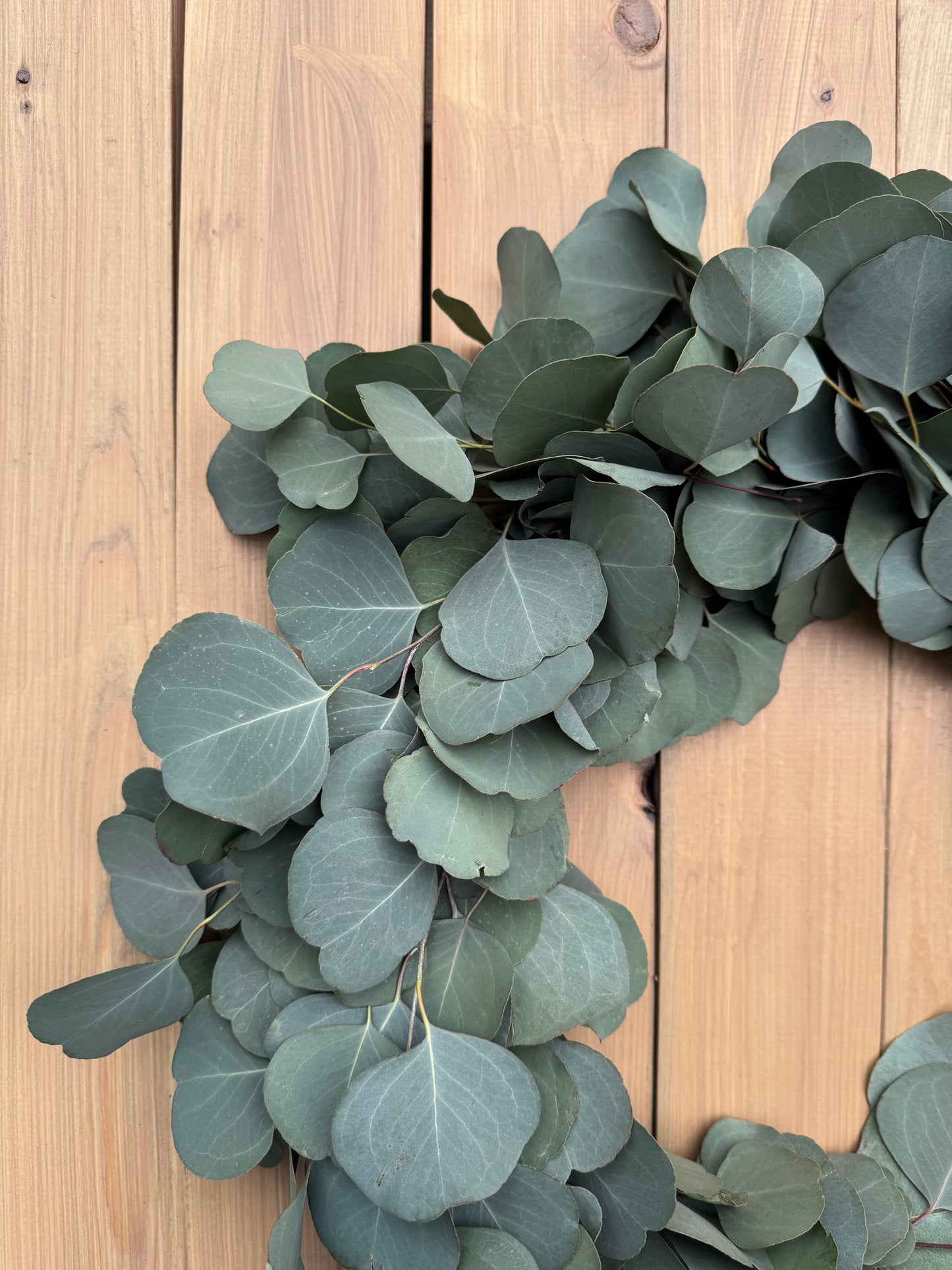 Fresh Eucalyptus Wreath - Silver Dollar