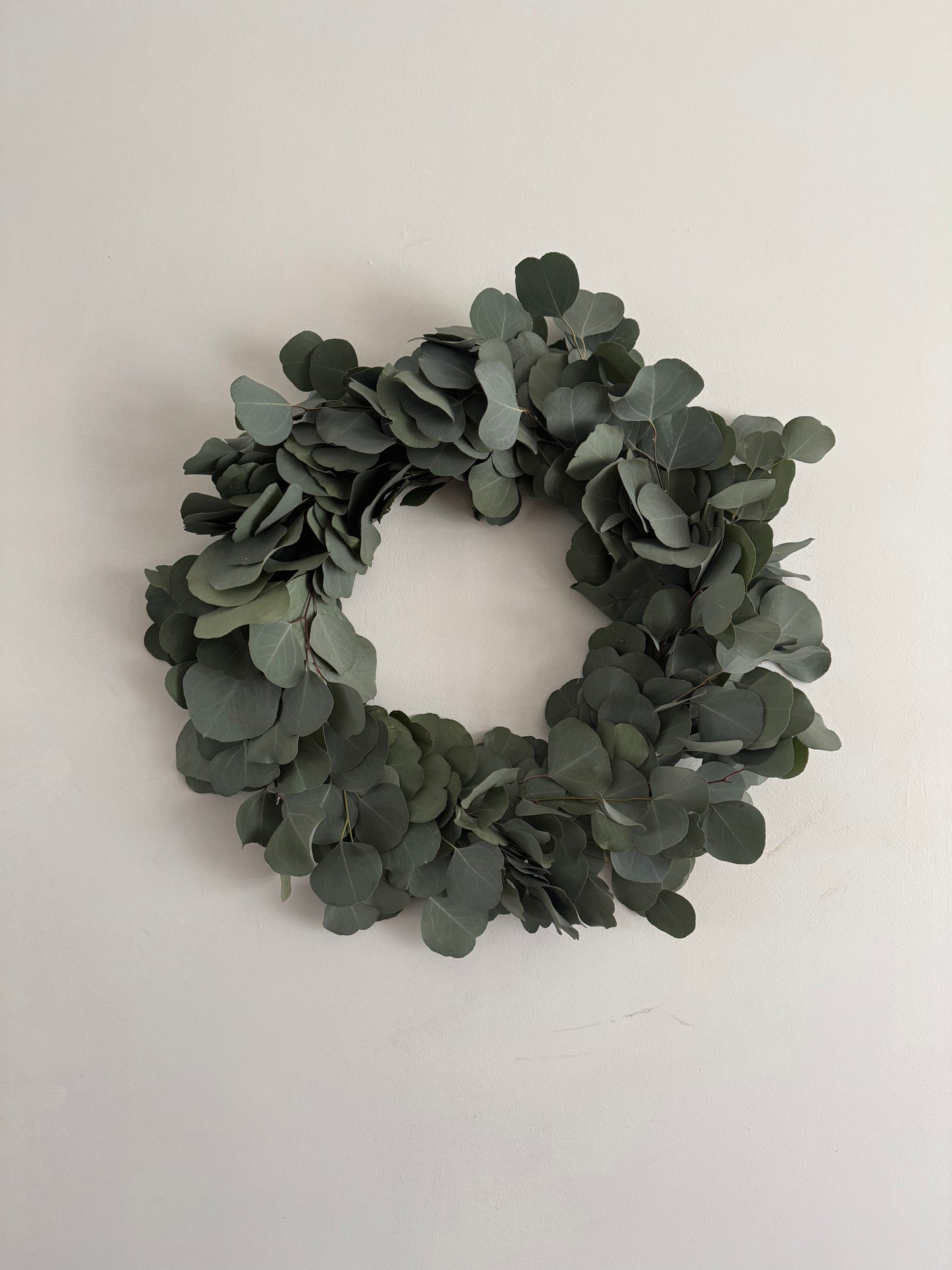 Fresh Eucalyptus Wreath - Silver Dollar